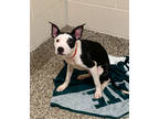 Freya, American Pit Bull Terrier For Adoption In Sterling Heights, Michigan