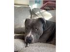 Chance, American Staffordshire Terrier For Adoption In Baltimore, Maryland