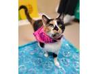 Lucy (bonded With Taylor), Domestic Shorthair For Adoption In Appleton