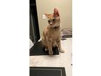 Crumble (bonded With Cookie), Domestic Shorthair For Adoption In Lewisville