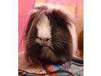 Jimmy Buffet, Guinea Pig For Adoption In Vancouver, Washington