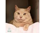 Tank, Domestic Shorthair For Adoption In Shoreline, Washington