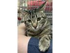 Aaron Heartz, Domestic Shorthair For Adoption In Edmonton, Alberta