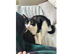 Cissie, Domestic Shorthair For Adoption In Shoreline, Washington