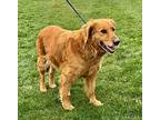 Hanna Banana, Golden Retriever For Adoption In Yorkville, Illinois