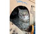 Mouse, Domestic Shorthair For Adoption In Salmon Arm, British Columbia