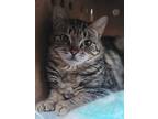 Piper, Domestic Shorthair For Adoption In Salmon Arm, British Columbia