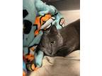 Ozzy, Russian Blue For Adoption In Stanhope, New Jersey
