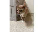 Ginger, Domestic Shorthair For Adoption In Ponderay, Idaho