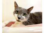 Betsey, Domestic Shorthair For Adoption In Woodinville, Washington