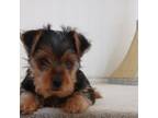 Yorkshire Terrier Puppy for sale in Fontana, CA, USA