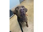 Charlie Brown, Labrador Retriever For Adoption In Skokie, Illinois