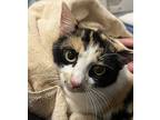 Evelyn, Domestic Shorthair For Adoption In Sheboygan, Wisconsin