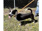 Seal, Terrier (unknown Type, Medium) For Adoption In Newport, North Carolina