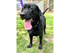 Abigail, Labrador Retriever For Adoption In Voorhees, New Jersey