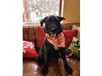 Grizz, Schnauzer (giant) For Adoption In Independence, Missouri