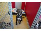 Diane, American Pit Bull Terrier For Adoption In Rochester, Minnesota