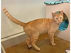 Bergamot, Domestic Shorthair For Adoption In Walnut Creek, California