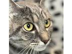 Nal Nal, Domestic Shorthair For Adoption In Springfield, Oregon