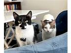 Chuckie And Penelope: The Perfect Pair!, Domestic Shorthair For Adoption In