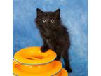 Fiji, Domestic Mediumhair For Adoption In Dallas, Texas