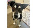 Addie, Labrador Retriever For Adoption In Scottsdale, Arizona