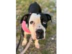 Molly Moo, Terrier (unknown Type, Small) For Adoption In Ft. Lauderdale, Florida