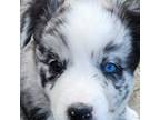 Miniature Australian Shepherd Puppy for sale in Colorado Springs, CO, USA