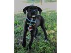 Jayden, Labrador Retriever For Adoption In Summit, New Jersey