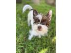 Moon Pie, Terrier (unknown Type, Medium) For Adoption In San Diego, California