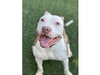 Bacon, American Pit Bull Terrier For Adoption In Sacramento, California