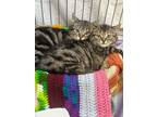 Billy~s23/24-0531b, Domestic Shorthair For Adoption In Bangor, Maine