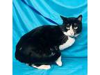 Mac, Domestic Shorthair For Adoption In Rowland Heights, California