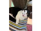 Sophia, Domestic Shorthair For Adoption In Victoria, British Columbia