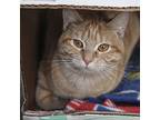 Sassy #11, Domestic Shorthair For Adoption In Westfield, Wisconsin