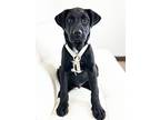 Legend, Labrador Retriever For Adoption In Shakopee, Minnesota