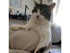 Arlo, Domestic Shorthair For Adoption In Kingston, Ontario