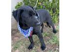 Shadow, Labrador Retriever For Adoption In Bell Gardens, California