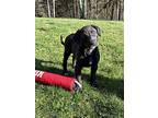 Bell, Labrador Retriever For Adoption In Wappingers Falls, New York