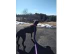 Storm, American Pit Bull Terrier For Adoption In Augusta, Maine