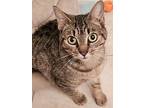 Cosmo S, Domestic Shorthair For Adoption In Brandon, Florida