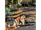 Basset Hound Puppy for sale in Hopatcong, NJ, USA