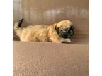 Shih Tzu Puppy for sale in Moody, TX, USA