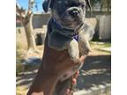 French Bulldog Puppy for sale in North Las Vegas, NV, USA