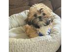 Shih Tzu Puppy for sale in Brentwood, CA, USA