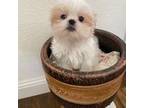 Shih Tzu Puppy for sale in Brentwood, CA, USA