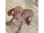 Vizsla Puppy for sale in Julian, NC, USA