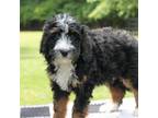 Mutt Puppy for sale in Westminster, SC, USA