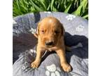 Golden Retriever Puppy for sale in Neosho, MO, USA