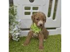 Mutt Puppy for sale in Ava, MO, USA